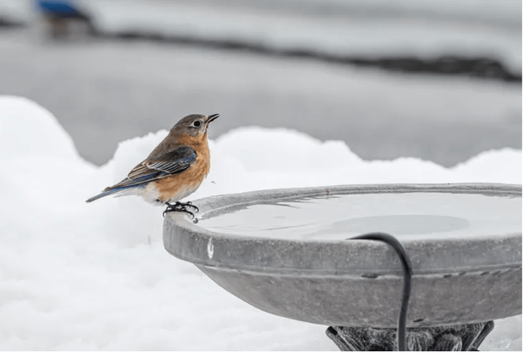 Tips to Help Birds All&nbsp;Winter